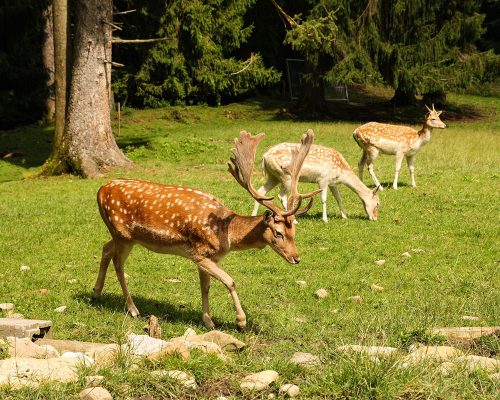 parco-circeo-1